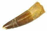 Fossil Spinosaurus Tooth - Real Dinosaur Tooth #354736-1